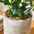 Plante artificielle en pot (gris)